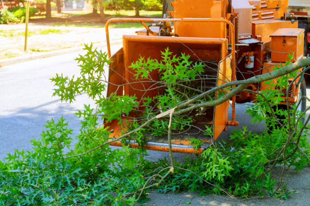 Best Organic Lawn Care Solutions  in Seaside, CA