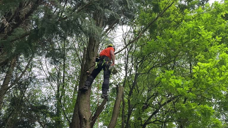 How Our Tree Care Process Works  in  Seaside, CA