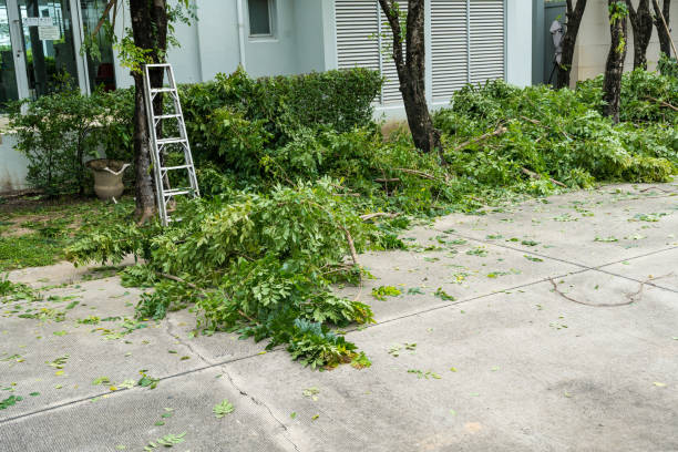 Best Tree Risk Assessment  in Seaside, CA